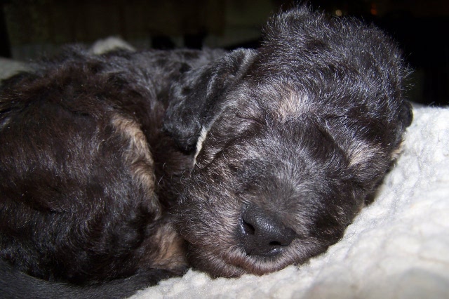 Arc-en-ciel Arlequin 06.02.JPG